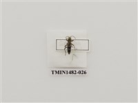 藏品(曲紋虎天牛)的圖片